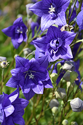Astra Double Blue Balloon Flower (Platycodon grandiflorus 'Astra Double Blue') at Valley View Farms