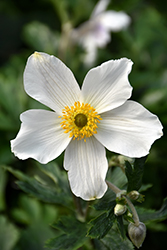 Wild Swan Anemone (Anemone 'Macane001') at Valley View Farms