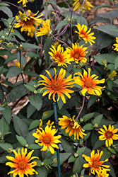 Burning Hearts False Sunflower (Heliopsis helianthoides 'Burning Hearts') at Valley View Farms