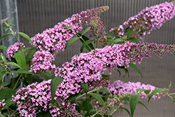 Pink Delight Butterfly Bush (Buddleia davidii 'Pink Delight') at Valley View Farms
