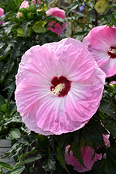 Tie Dye Hibiscus (Hibiscus 'Tie Dye') at Valley View Farms
