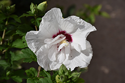 Bali Rose of Sharon (Hibiscus syriacus 'Minfren') at Valley View Farms