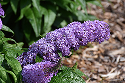 Pugster Lavender Butterfly Bush (Buddleia 'Pugster Lavender') at Valley View Farms