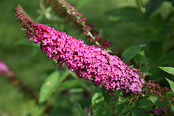 Miss Molly Butterfly Bush (Buddleia 'Miss Molly') at Valley View Farms
