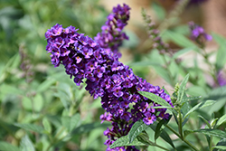 Miss Violet Butterfly Bush (Buddleia 'Miss Violet') at Valley View Farms