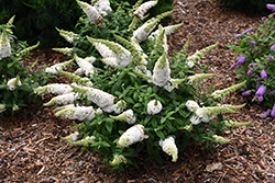 Pugster White Butterfly Bush (Buddleia 'SMNBDW') at Valley View Farms