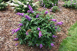 Pugster Periwinkle Butterfly Bush (Buddleia 'SMNBDO') at Valley View Farms