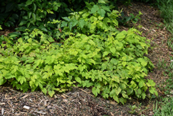 Summer Shandy Hops (Humulus lupulus 'Sumner') at Valley View Farms