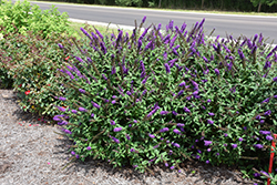 Miss Violet Butterfly Bush (Buddleia 'Miss Violet') at Valley View Farms