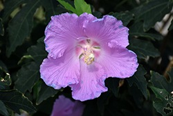 Pollypetite Rose Of Sharon (Hibiscus 'Pollypetite') at Valley View Farms