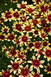 Satin & Lace Red Chiffon Tickseed (Coreopsis 'Red Chiffon') at Valley View Farms