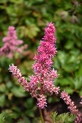 Rise And Shine Astilbe (Astilbe 'Rise And Shine') at Valley View Farms