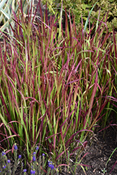 Red Baron Japanese Blood Grass (Imperata cylindrica 'Red Baron') at Valley View Farms