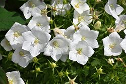 White Clips Bellflower (Campanula carpatica 'White Clips') at Valley View Farms