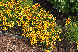 Sizzle And Spice Curry Up Tickseed (Coreopsis verticillata 'Curry Up') at Valley View Farms