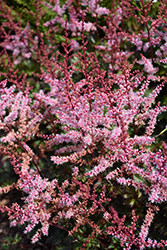 Delft Lace Astilbe (Astilbe 'Delft Lace') at Valley View Farms