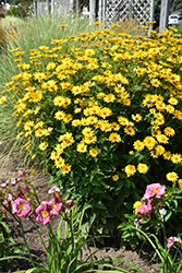 Summer Sun False Sunflower (Heliopsis helianthoides 'Summer Sun') at Valley View Farms