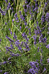 Phenomenal Lavender (Lavandula x intermedia 'Phenomenal') at Valley View Farms