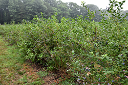 Bluecrop Blueberry (Vaccinium corymbosum 'Bluecrop') at Valley View Farms