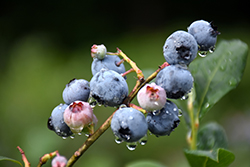 Blueray Blueberry (Vaccinium corymbosum 'Blueray') at Valley View Farms