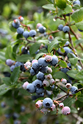 Blue Jay Blueberry (Vaccinium corymbosum 'Blue Jay') at Valley View Farms