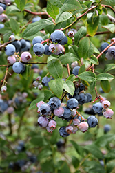 Earliblue Blueberry (Vaccinium corymbosum 'Earliblue') at Valley View Farms