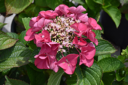 Cherry Explosion Hydrangea (Hydrangea macrophylla 'McKay') at Valley View Farms