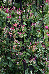 Peaches And Cream Honeysuckle (Lonicera periclymenum 'Peaches And Cream') at Valley View Farms