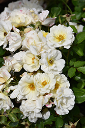 White Drift Rose (Rosa 'Meizorland') at Valley View Farms