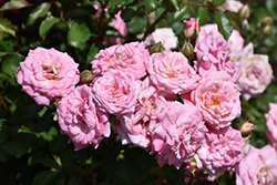 Sweet Drift Rose (Rosa 'Meiswetdom') at Valley View Farms