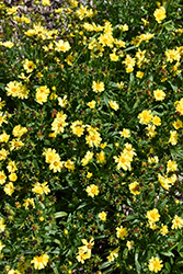 Leading Lady Sophia Tickseed (Coreopsis 'Leading Lady Sophia') at Valley View Farms