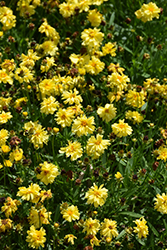Leading Lady Charlize Tickseed (Coreopsis 'Leading Lady Charlize') at Valley View Farms