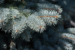 Baby Blue Blue Spruce (Picea pungens 'Baby Blue') at Valley View Farms
