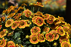 Mariachi Fuego Sneezeweed (Helenium autumnale 'Fuego') at Valley View Farms