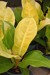 Moonlight Philodendron (Philodendron 'Moonlight') at Valley View Farms