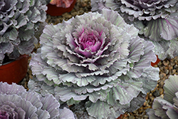 Osaka Red Ornamental Cabbage (Brassica oleracea 'Osaka Red') at Valley View Farms