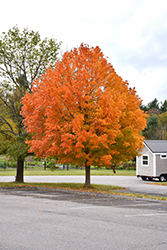 Sugar Maple (Acer saccharum) at Valley View Farms