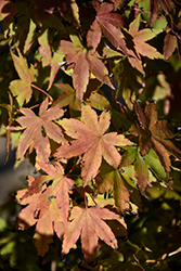 Higasa Yama Japanese Maple (Acer palmatum 'Higasa Yama') at Valley View Farms