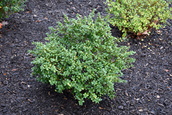 Green Lustre Japanese Holly (Ilex crenata 'Green Lustre') at Valley View Farms