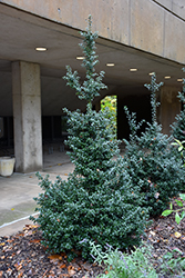 Red Beauty Holly (Ilex 'Rutzan') at Valley View Farms