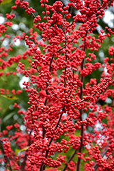 Winter Red Winterberry (Ilex verticillata 'Winter Red') at Valley View Farms