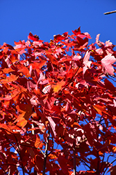 October Glory Red Maple (Acer rubrum 'October Glory') at Valley View Farms