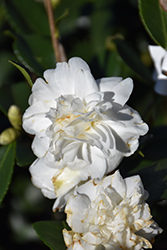 Winter's Snowman Camellia (Camellia 'Winter's Snowman') at Valley View Farms