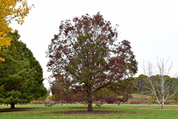White Oak (Quercus alba) at Valley View Farms