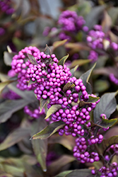 Pearl Glam Beautyberry (Callicarpa 'NCCX2') at Valley View Farms
