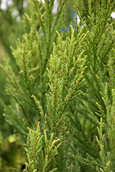 Radicans Japanese Cedar (Cryptomeria japonica 'Radicans') at Valley View Farms