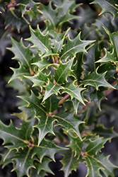 Gulftide False Holly (Osmanthus heterophyllus 'Gulftide') at Valley View Farms