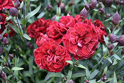 SuperTrouper Butterfly Dark Red Carnation (Dianthus caryophyllus 'SuperTrouper Butterfly Dark Red') at Valley View Farms