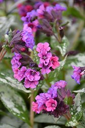 Silver Bouquet Lungwort (Pulmonaria 'Silver Bouquet') at Valley View Farms