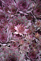 Red Beauty Hens And Chicks (Sempervivum 'Red Beauty') at Valley View Farms